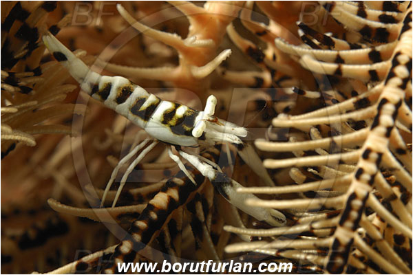 Tulamben, Bali, Indonesia, Laomenes cornutus, Laomenes, Palaemonidae, Crinoid Shrimp, Shrimp, Decapoda, Crustacea, Crustacean