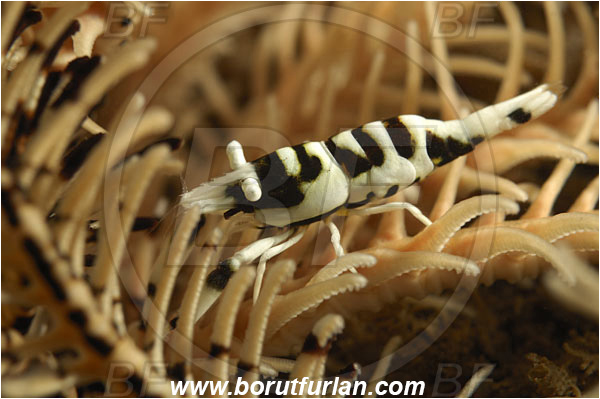 Tulamben, Bali, Indonesia, Laomenes cornutus, Laomenes, Palaemonidae, Crinoid Shrimp, Shrimp, Decapoda, Crustacea, Crustacean
