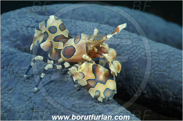 Tulamben, Bali, Indonesia, Hymenocera picta, Hymenocera, Palaemonidae, Harlequin Shrimp, Shrimp, Decapoda, Crustacea, Crustacean