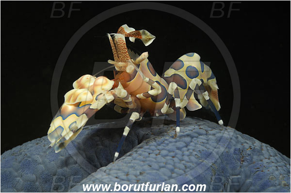 Tulamben, Bali, Indonesia, Hymenocera picta, Hymenocera, Palaemonidae, Harlequin Shrimp, Shrimp, Decapoda, Crustacea, Crustacean