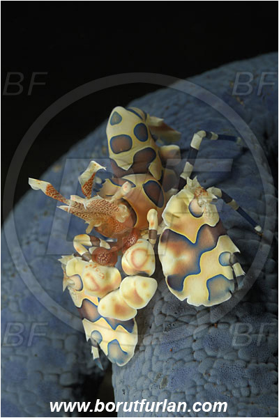 Tulamben, Bali, Indonesia, Hymenocera picta, Hymenocera, Palaemonidae, Harlequin Shrimp, Shrimp, Decapoda, Crustacea, Crustacean