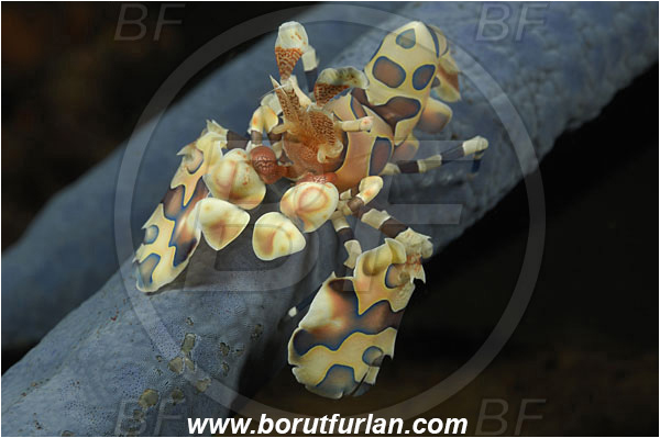 Tulamben, Bali, Indonesia, Hymenocera picta, Hymenocera, Palaemonidae, Harlequin Shrimp, Shrimp, Decapoda, Crustacea, Crustacean
