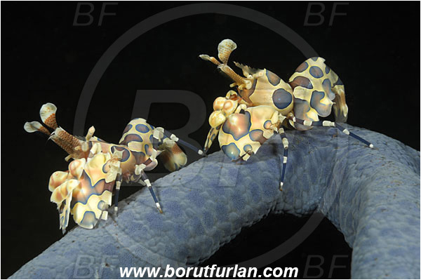 Tulamben, Bali, Indonesia, Hymenocera picta, Hymenocera, Palaemonidae, Harlequin Shrimp, Shrimp, Decapoda, Crustacea, Crustacean