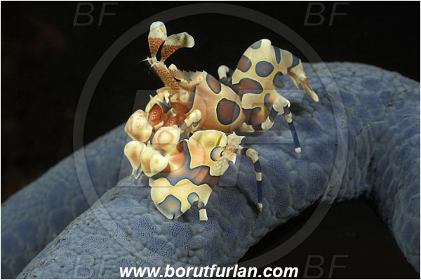 Tulamben, Bali, Indonesia, Hymenocera picta, Hymenocera, Palaemonidae, Harlequin Shrimp, Shrimp, Decapoda, Crustacea, Crustacean