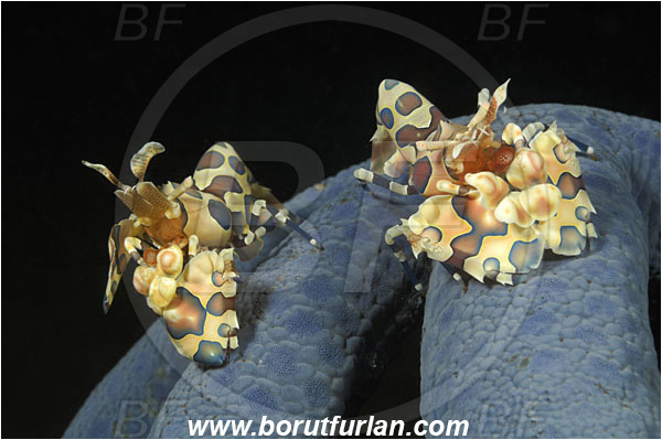 Tulamben, Bali, Indonesia, Hymenocera picta, Hymenocera, Palaemonidae, Harlequin Shrimp, Shrimp, Decapoda, Crustacea, Crustacean
