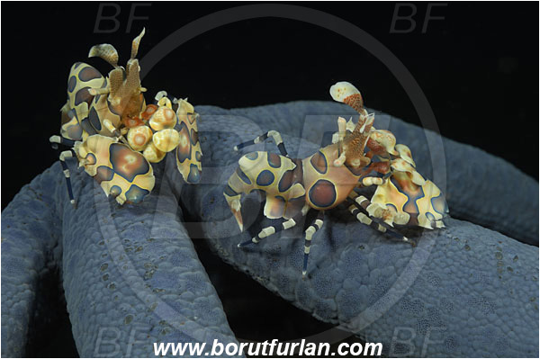 Tulamben, Bali, Indonesia, Hymenocera picta, Hymenocera, Palaemonidae, Harlequin Shrimp, Shrimp, Decapoda, Crustacea, Crustacean