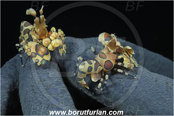 Tulamben, Bali, Indonesia, Hymenocera picta, Hymenocera, Palaemonidae, Harlequin Shrimp, Shrimp, Decapoda, Crustacea, Crustacean