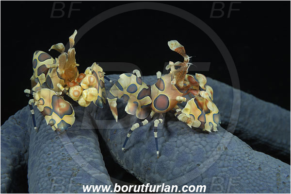 Tulamben, Bali, Indonesia, Hymenocera picta, Hymenocera, Palaemonidae, Harlequin Shrimp, Shrimp, Decapoda, Crustacea, Crustacean