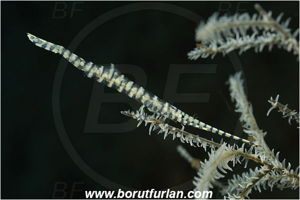 Tulamben, Bali, Indonesia, Tozeuma armatum, Tozeuma, Hippolytidae, Decapoda, Saw-Blade Shrimp, Shrimp, Crustacea, Crustacean