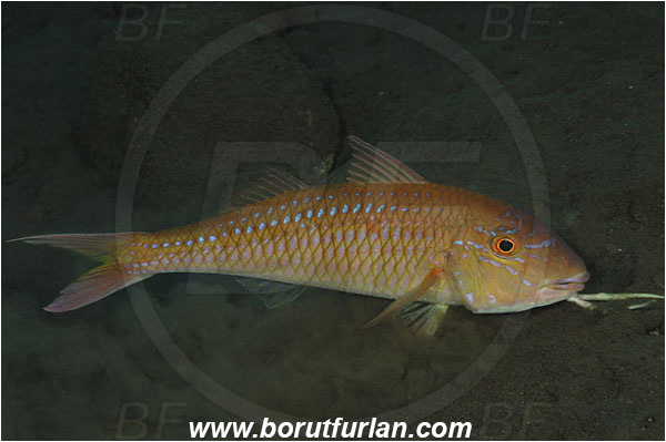 Tulamben, Bali, Indonesia, Parupeneus heptacanthus, Parupeneus, Mullidae, Cinnabar goatfish, Goatfish, Fish