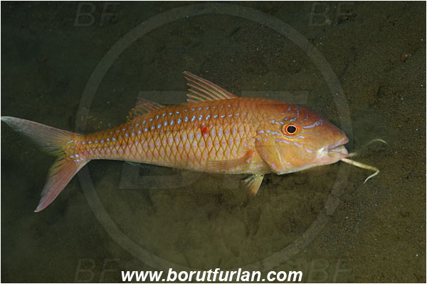 Tulamben, Bali, Indonesia, Parupeneus heptacanthus, Parupeneus, Mullidae, Cinnabar goatfish, Goatfish, Fish