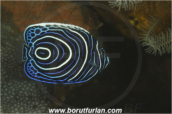 Tulamben, Bali, Indonesia, Pomacanthus imperator, Pomacanthus, Emperor Angelfish, Angelfish, Pomacanthidae, Fish, Juvenile