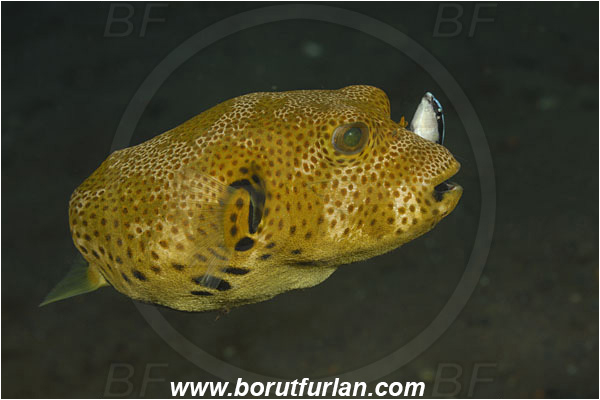 Tulamben, Bali, Indonesia, Arothron stellatus, Arothron, Tetraodontidae, Starry Puffer, Puffer, Fish, Labroides dimidiatus, Labroides, Labridae, Cleaner Wrasse, Wrasse, Cleaning