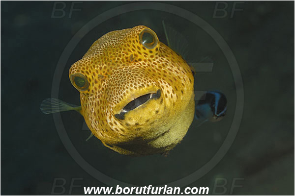 Tulamben, Bali, Indonesia, Arothron stellatus, Arothron, Tetraodontidae, Starry Puffer, Puffer, Fish, Labroides dimidiatus, Labroides, Labridae, Cleaner Wrasse, Wrasse, Cleaning
