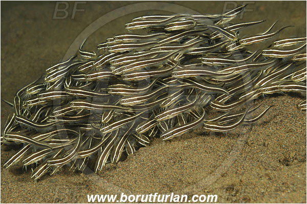 Tulamben, Bali, Indonesia, Plotosus lineatus, Plotosus, Plotosidae, Striped eel catfish, Catfish, Fish, Fish school