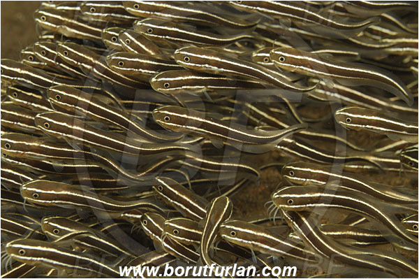 Tulamben, Bali, Indonesia, Plotosus lineatus, Plotosus, Plotosidae, Striped eel catfish, Catfish, Fish, Fish school