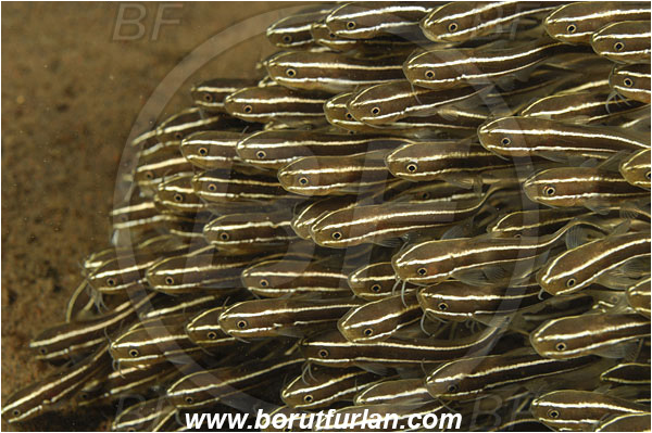 Tulamben, Bali, Indonesia, Plotosus lineatus, Plotosus, Plotosidae, Striped eel catfish, Catfish, Fish, Fish school
