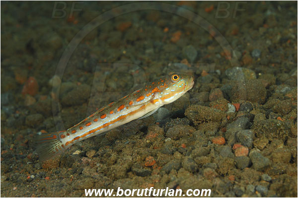 Tulamben, Bali, Indonesia, Valenciennea puellaris, Valenciennea, Gobiidae, Orangespotted Glidergoby, Diamond Watchman Goby, Goby, Fish