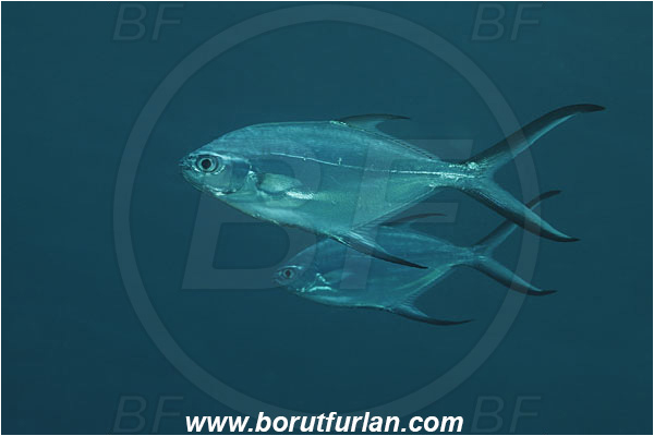 Tulamben, Bali, Indonesia, Trachinotus baillonii, Trachinotus, Carangidae, Smallspotted dart, Trevally, Fish