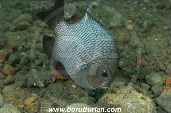 Tulamben, Bali, Indonesia, Dascyllus trimaculatus, Pomacentridae, Threespot dascyllus, Domino Damsel, Damselfish, Fish