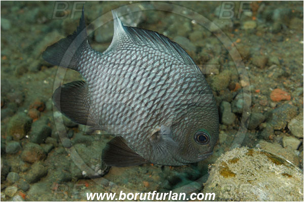 Tulamben, Bali, Indonesia, Dascyllus trimaculatus, Pomacentridae, Threespot dascyllus, Domino Damsel, Damselfish, Fish