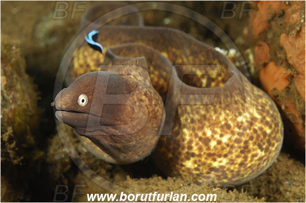 Tulamben, Bali, Indonesia, Gymnothorax thyrsoideus, Gymnothorax, Muraenidae, Greyface Moray Eel, White-Eyed Moray Eel, Moray, Fish