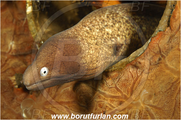 Tulamben, Bali, Indonesia, Gymnothorax thyrsoideus, Gymnothorax, Muraenidae, Greyface Moray Eel, White-Eyed Moray Eel, Moray, Fish, Portrait