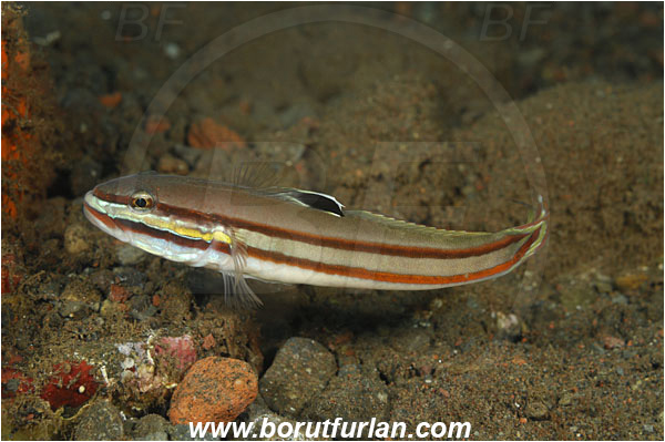Tulamben, Bali, Indonesia, Valenciennea helsdingenii, Valenciennea, Gobiidae, Twostripe goby, Goby, Fish