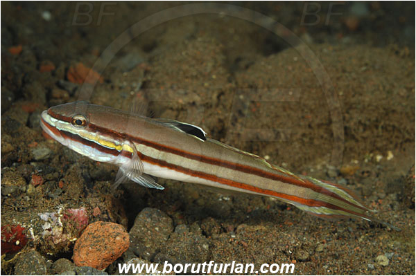 Tulamben, Bali, Indonesia, Valenciennea helsdingenii, Valenciennea, Gobiidae, Twostripe goby, Goby, Fish
