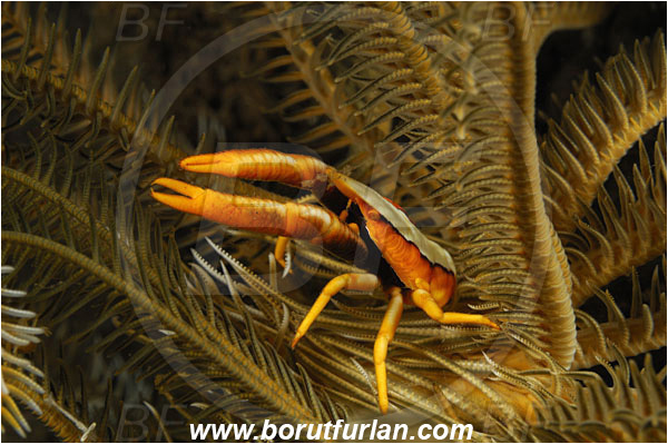 Tulamben, Bali, Indonesia, Allogalathea elegans, Allogalathea, Galatheidae, Decapoda, Crinoid Squat Lobster, Elegant Squat Lobster, Squat lobster, Crustacea, Crustacean