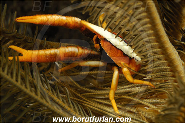 Tulamben, Bali, Indonesia, Allogalathea elegans, Allogalathea, Galatheidae, Decapoda, Crinoid Squat Lobster, Elegant Squat Lobster, Squat lobster, Crustacea, Crustacean