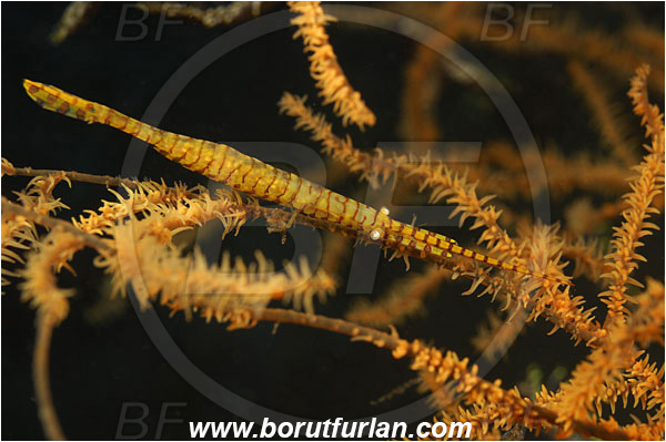 Tulamben, Bali, Indonesia, Tozeuma armatum, Tozeuma, Hippolytidae, Decapoda, Saw-Blade Shrimp, Shrimp, Crustacea, Crustacean