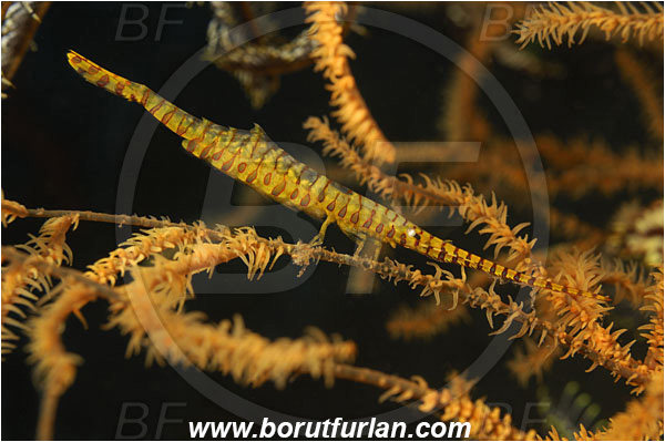 Tulamben, Bali, Indonesia, Tozeuma armatum, Tozeuma, Hippolytidae, Decapoda, Saw-Blade Shrimp, Shrimp, Crustacea, Crustacean