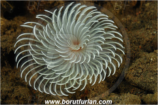 Tulamben, Bali, Indonesia, Paradialychone sp., Paradialychone, Sabellidae, Polychaeta, Annelid, Worm