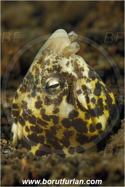 Tulamben, Bali, Indonesia, Callechelys marmorata, Callechelys, Ophichthidae, Marbled snake-eel, Snake-eel, Fish, Portrait