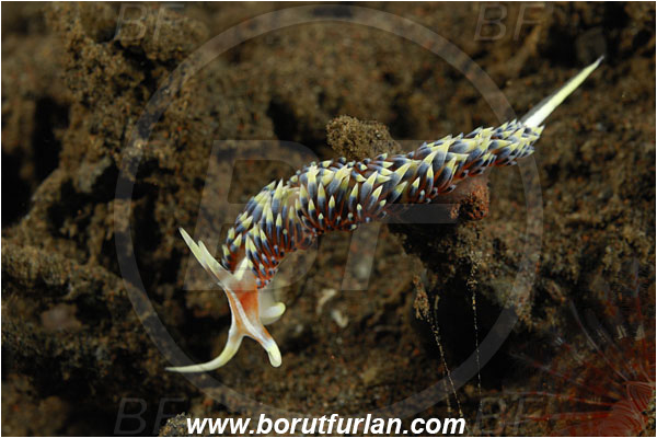 Tulamben, Bali, Indonesia, Caloria indica, Caloria, Facelinidae, Aeolid nudibranch, Nudibranch, Sea slug, Gastropoda, Mollusca, Mollusc