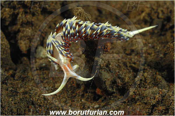 Tulamben, Bali, Indonesia, Caloria indica, Caloria, Facelinidae, Aeolid nudibranch, Nudibranch, Sea slug, Gastropoda, Mollusca, Mollusc