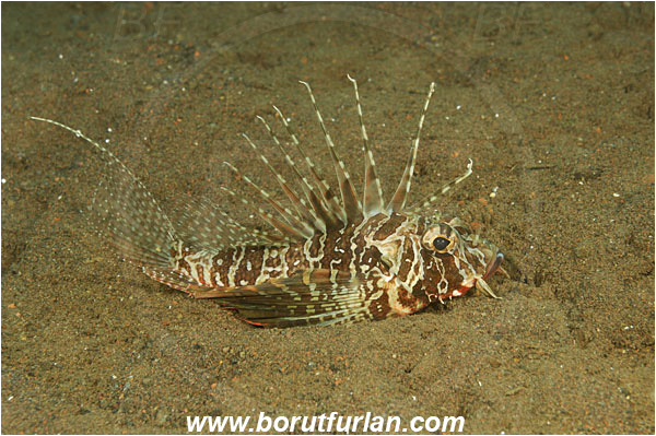 Tulamben, Bali, Indonesia, Parapterois heterura, Parapterois, Scorpaenidae, Gurnard Lionfish, Blackfoot Lionfish, Lionfish, Scorpionfish, Fish