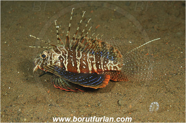 Tulamben, Bali, Indonesia, Parapterois heterura, Parapterois, Scorpaenidae, Gurnard Lionfish, Blackfoot Lionfish, Lionfish, Scorpionfish, Fish