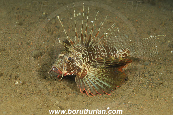 Tulamben, Bali, Indonesia, Parapterois heterura, Parapterois, Scorpaenidae, Gurnard Lionfish, Blackfoot Lionfish, Lionfish, Scorpionfish, Fish