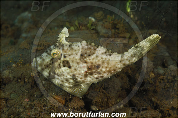 Tulamben, Bali, Indonesia, Paramonacanthus sp., Paramonacanthus, Monacanthidae, Filefish, Fish