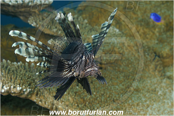 Tulamben, Bali, Indonesia, Pterois volitans, Pterois, Scorpaenidae, Red lionfish, Lionfish, Fish, Reef