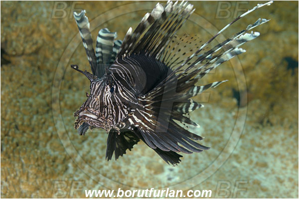 Tulamben, Bali, Indonesia, Pterois volitans, Pterois, Scorpaenidae, Red lionfish, Lionfish, Fish, Reef