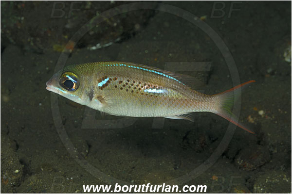 Tulamben, Bali, Indonesia, Scolopsis xenochrous, Scolopsis, Nemipteridae, Oblique-barred Monocle Bream, Bream, Fish