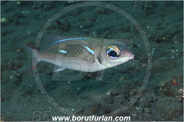 Tulamben, Bali, Indonesia, Scolopsis xenochrous, Scolopsis, Nemipteridae, Oblique-barred Monocle Bream, Bream, Fish