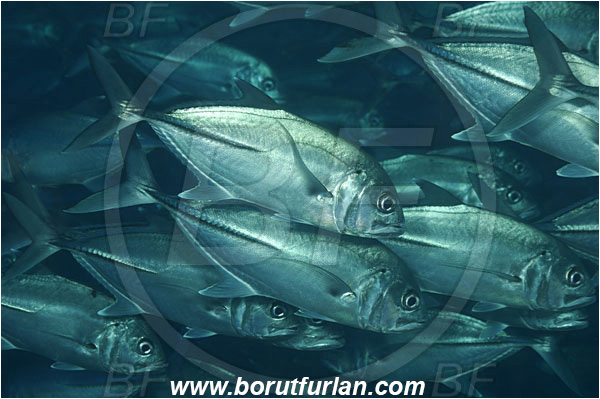Tulamben, Bali, Indonesia, Caranx sexfasciatus, Caranx, Carangidae, Bigeye trevally, Trevally, Fish, Fish school
