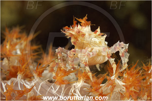 Tulamben, Bali, Indonesia, Hoplophrys oatesii, Hoplophrys, Epialtidae, Decapoda, Soft Coral Crab, Crab, Crustacea, Crustacean