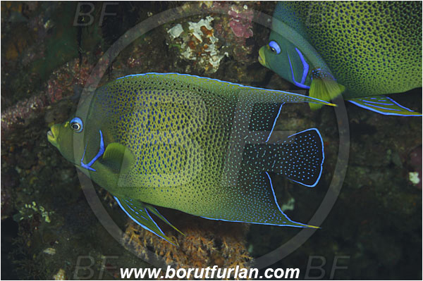 Tulamben, Bali, Indonesia, Pomacanthus semicirculatus, Pomacanthus, Pomacanthidae, Semicircle Angelfish, Koran angelfish, Angelfish, Fish