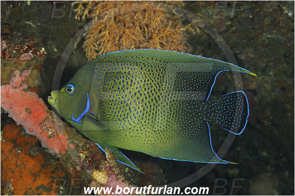 Tulamben, Bali, Indonesia, Pomacanthus semicirculatus, Pomacanthus, Pomacanthidae, Semicircle Angelfish, Koran angelfish, Angelfish, Fish