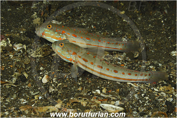 Tulamben, Bali, Indonesia, Valenciennea puellaris, Valenciennea, Gobiidae, Orangespotted Glidergoby, Diamond Watchman Goby, Goby, Fish